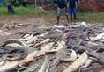 Mass crocodile slaughter in Indonesia: All you need to know about the incident that shocked the world