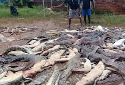 Mass crocodile slaughter in Indonesia: All you need to know about the incident that shocked the world