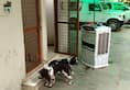 Office space becomes home for IPS officer's pet dogs in Delhi
