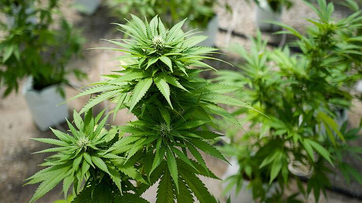 youth Arrested for cultivating Marijuana at his home in thiruvananthapuram youth Arrested for cultivating Marijuana at his home in thiruvananthapuram