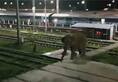 Elephant goes on rampage at Assam station; passengers escape unhurt
