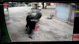 bull attack video in Fatehabad Haryana