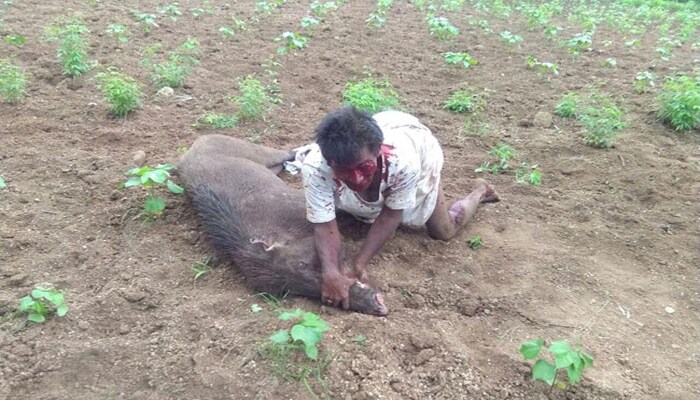 State Machinery Has Completely Failed : Kerala High Court Permits Farmers To Hunt Wild Boars Attacking Agricultural Lands - bsb