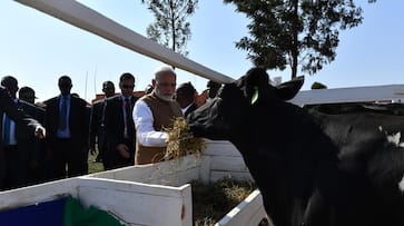 Prime Minister Narendra Modi gifts Rwanda 200 cows to help eradicate poverty, tackle malnutrition