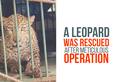 Karnataka: Leopard falls into open well, rescued after two hours of rescue operation