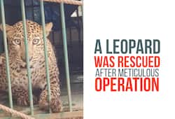 Karnataka: Leopard falls into open well, rescued after two hours of rescue operation