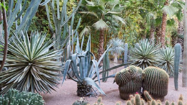 These plants should not be kept at home These plants should not be kept at home