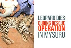 Leopard dies during rescue operation in Mysuru; Villagers take selfies with dead cub