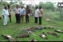 24 peacocks found dead in two districts of Telangana within the span of 10 days.