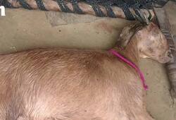 Goat's dead after gang rape in Haryana’s Mewat