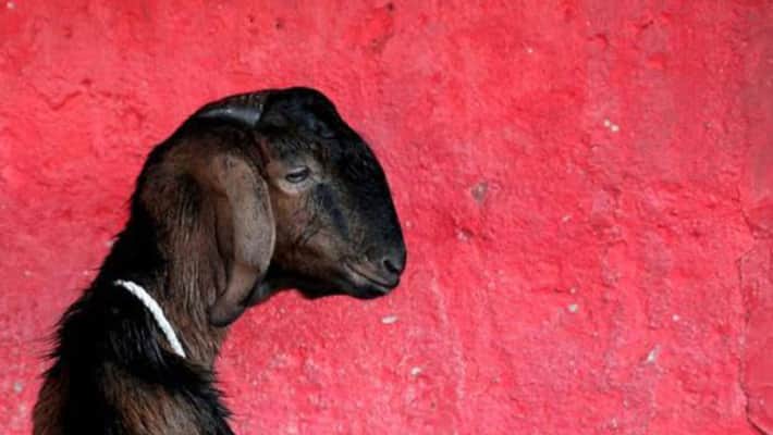 No Animal Sacrifice In Public Says Yogi Adityanath Govt No Animal Sacrifice In Public Says Yogi Adityanath Govt
