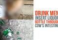 Drunk men kill a cow by inserting a liquor bottle through its intestine
