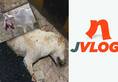 Cruelty against animals in India: Does anyone care?