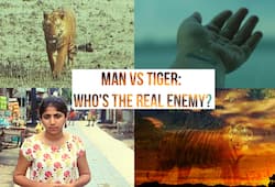 International Tiger Day: How raw fear is making Sundarbans youth flee home for jobs
