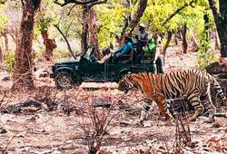 World Tiger Day: A trip to Ranthambore and up close and personal with the majestic predator