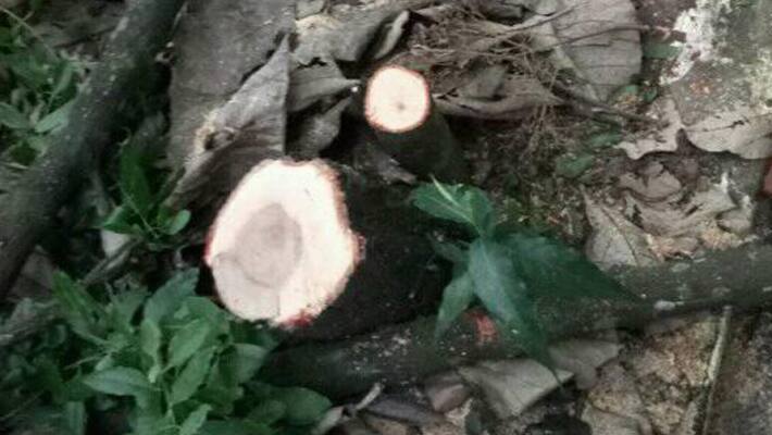 4 Arrested For Smuggling Sandalwood in Uttara Kannada 4 Arrested For Smuggling Sandalwood in Uttara Kannada