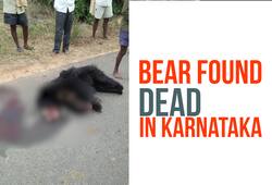 Karnataka: Bear found dead under mysterious circumstances on a road in Kolar