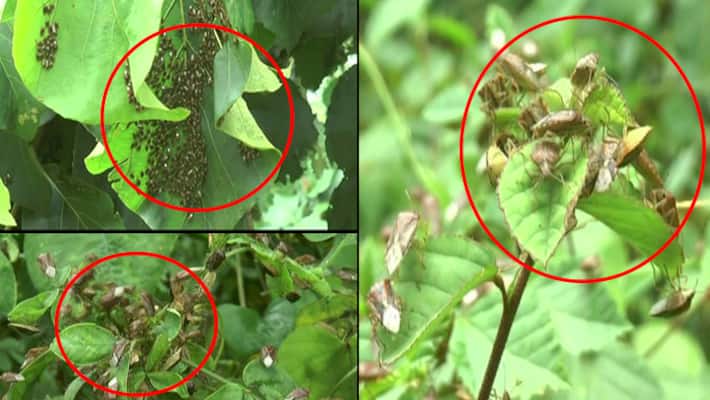 if any insects bitrs us we can do first aid if any insects bitrs us we can do first aid