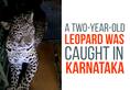 Karnataka: Two-year-old female leopard caught in Hassan