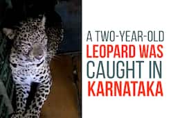 Karnataka: Two-year-old female leopard caught in Hassan