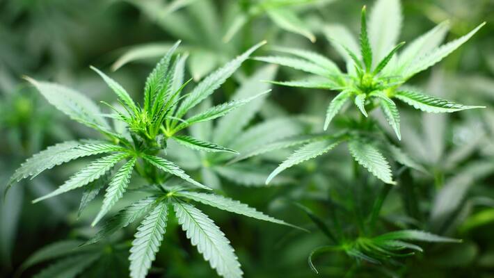 Cannabis farming one arrested in Idukki Cannabis farming one arrested in Idukki