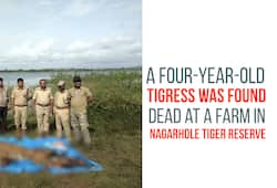 Karnataka: Four-year-old tigress electrocuted and killed in Nagarhole Tiger Reserve