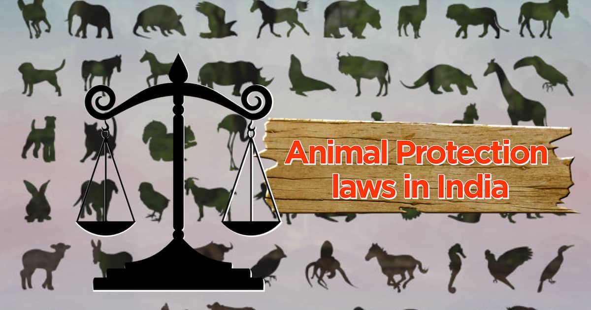 animal law in a nutshell