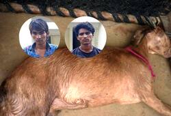 Police arrest two of the 8 men accused of raping goat in Mewat