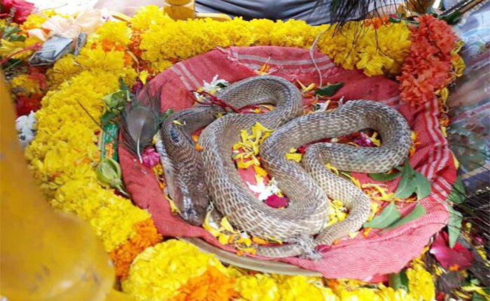 পুজো শেষে নাগ দেবতার আরতি করুন। অবশেষে শুনুন নাগ পঞ্চমীর বই। বাংলায় বহু প্রাচীণকাল থেকেই এই প্রথা মেনে নাগপঞ্চমীতে পুজো হয়ে আসছে।