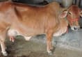 Cow raped in Madhya Pradesh after got in mewat