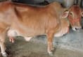 After gang-rape of goat in Haryana, cow raped in Madhya Pradesh