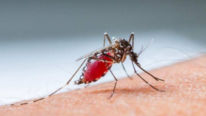 What are the symptoms of malaria? What are the symptoms of malaria?