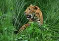 19 leopards died till Feb this year: Sharma