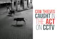 Karnataka: Cow thieves caught in the act on CCTV
