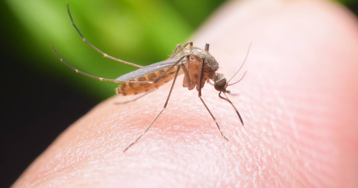 Mosquito menace: Three ways to keep your office mosquito-free