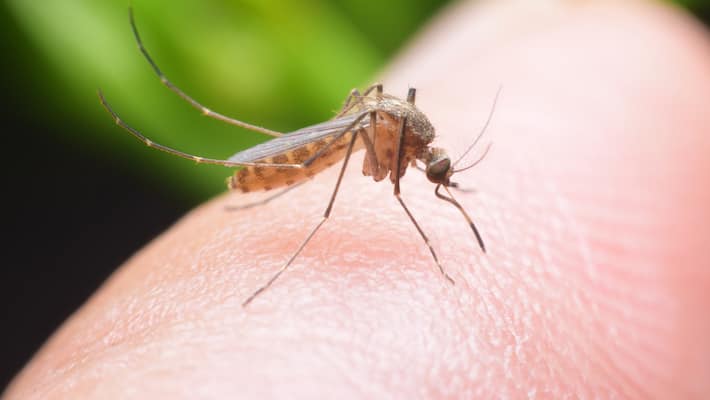 a girl died due to dengue fever in chenai govt hospital a girl died due to dengue fever in chenai govt hospital