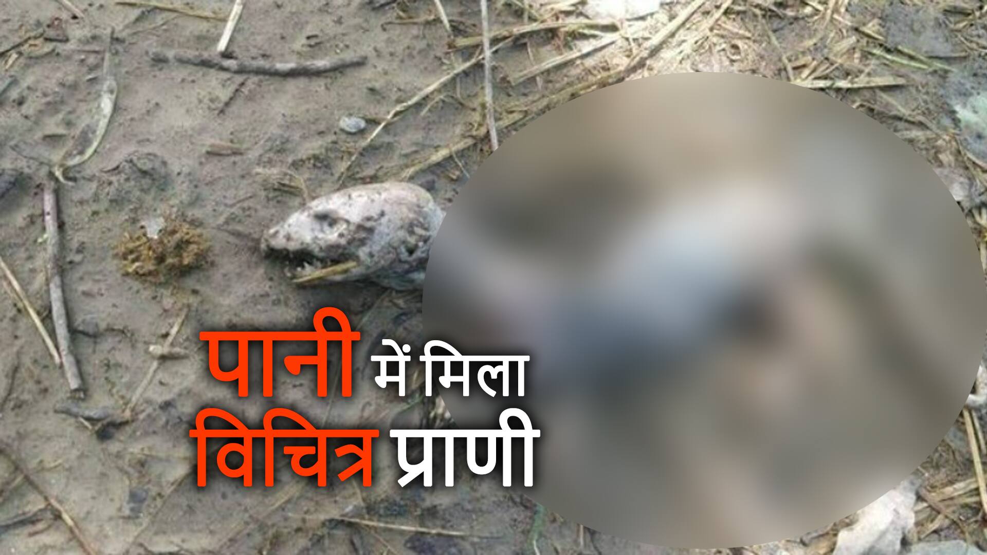 animal like dinosaur found village of saharanpur up