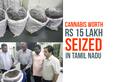 Video: Cannabis worth Rs 15 lakh seized by customs officials in Tamil Nadu