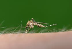 Mosquitoes breeding