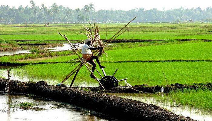 rice cultivation in Kerala reaches 6 lakh crore tons this year