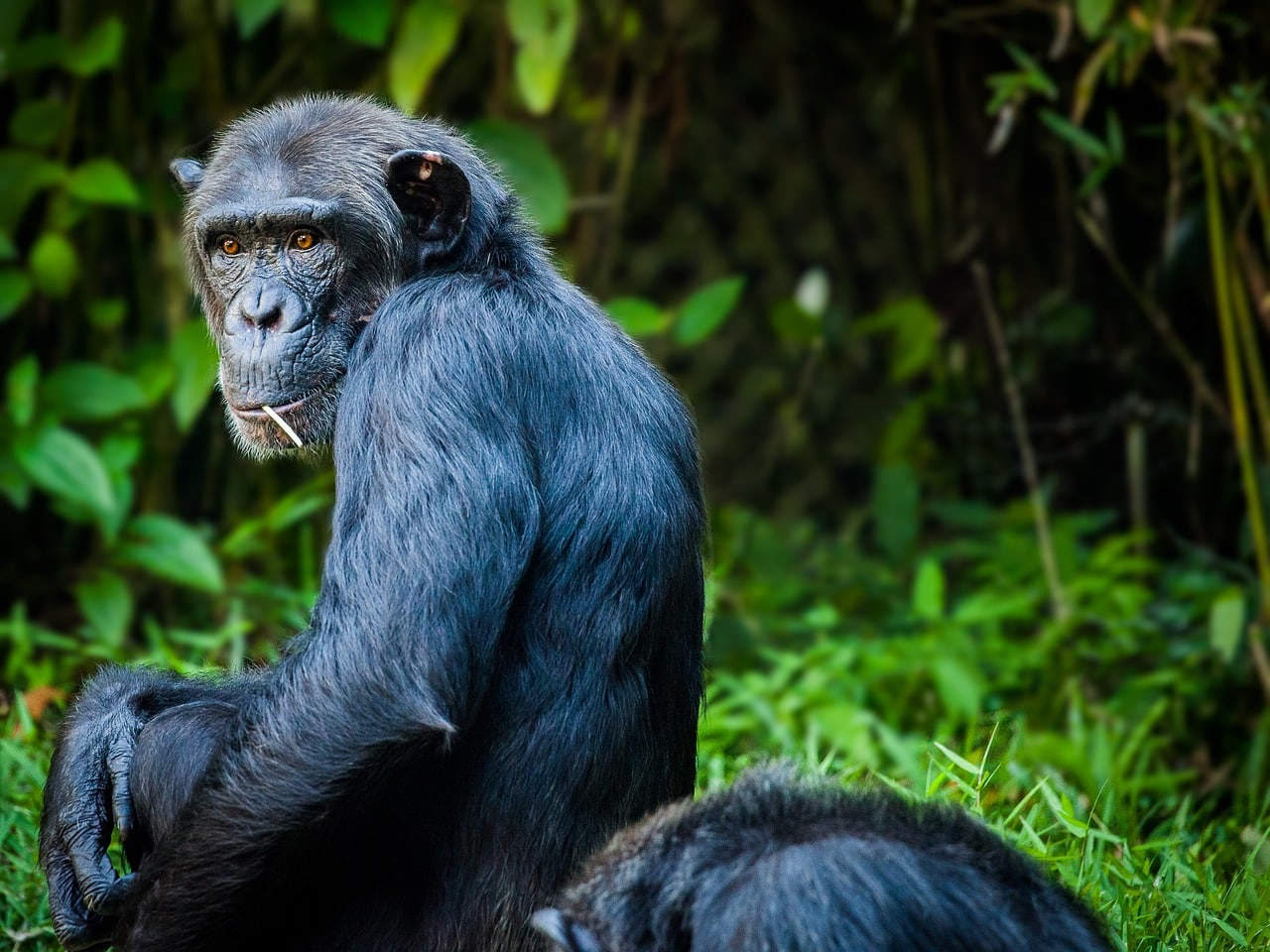 Apes human speech evolution Anglia Ruskin University Neuroscience