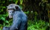 Apes offer clues to evolution of human speech