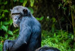 Apes human speech evolution Anglia Ruskin University Neuroscience