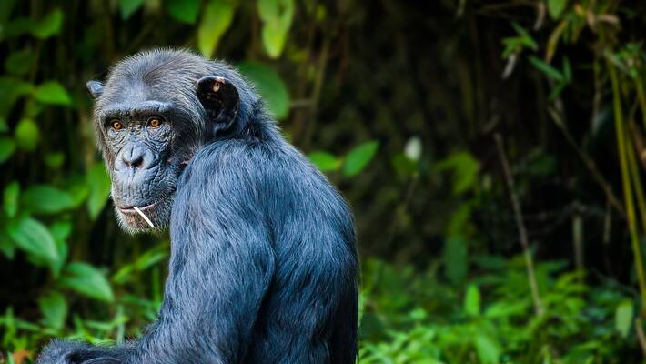 Belgian woman banned to enter Antwerp Zoo afte she claimed having an affair with chimpanzee ckm Belgian woman banned to enter Antwerp Zoo afte she claimed having an affair with chimpanzee ckm