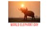 World Elephant Day: 6 things you must know about this annual event in celebration of the pachyderm
