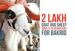Bakrid: 2 lakh goat and sheep make it to Bengaluru for the festival