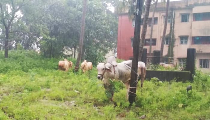 Udupi Police Arrest 5 For Illegal Cattle Transportation