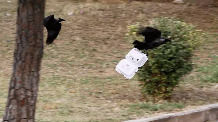 French theme park trains crows to pick up attraction