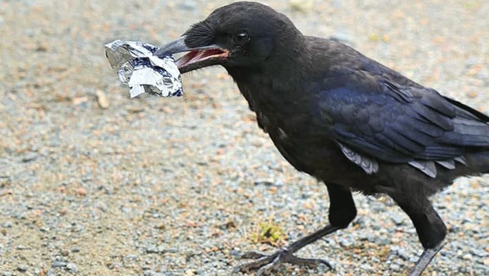 we have to feed crow before taking food