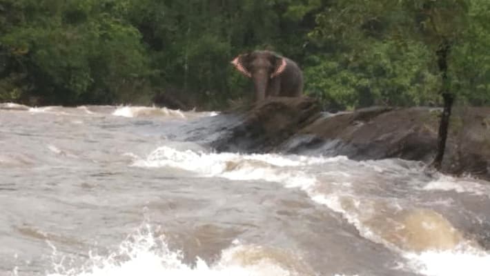 Kerala floods; Forest officials go all out to save wild elephant